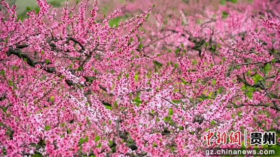 2025年4月6日,石阡县五德镇团结村的桃园景色  吴剑  摄 2025年4月6日,石阡县五德镇团结村的桃园景色  吴剑  摄