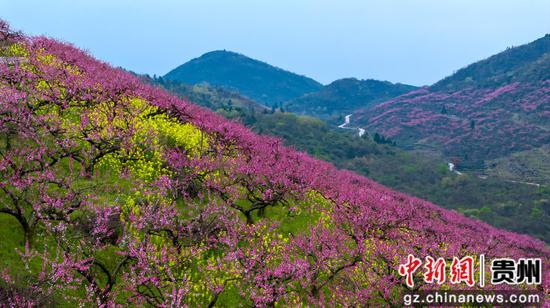 2025年4月6日,石阡县五德镇团结村的桃园景色  吴剑  摄 2025年4月6日,石阡县五德镇团结村的桃园景色  吴剑  摄