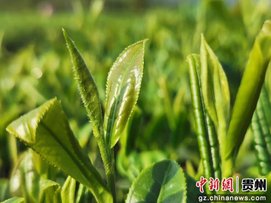 石阡苔茶 石阡苔茶