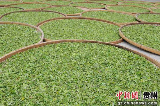 春茶摊凉 春茶摊凉