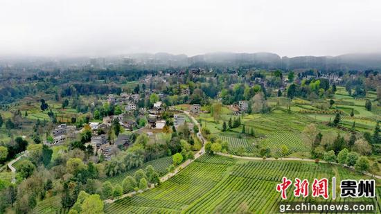 石阡县龙塘镇国家现代农业产业园茶园全景 石阡县龙塘镇国家现代农业产业园茶园全景