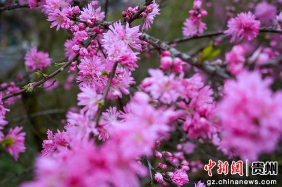 2025年4月6日,石阡县五德镇团结村的桃园景色  吴剑  摄 2025年4月6日,石阡县五德镇团结村的桃园景色  吴剑  摄