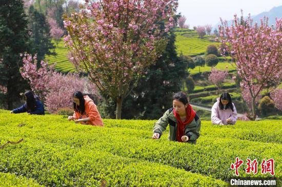 图为游客在体验采摘春茶 。王东 摄