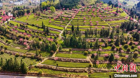 图为茶园里竞相绽放的樱花 。王东 摄