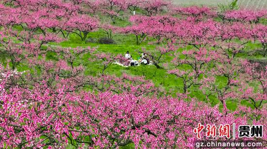 2025年4月6日,在石阡县五德镇团结村,游客在桃园里踏春赏景 2025年4月6日,在石阡县五德镇团结村,游客在桃园里踏春赏景