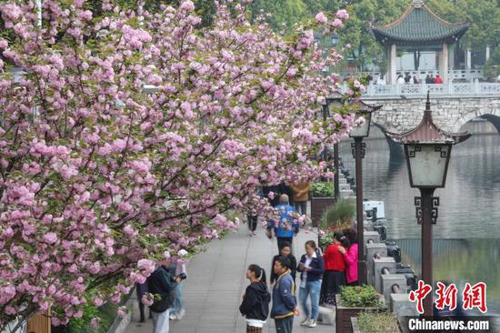 4月9日，游客在观赏樱花。随着气温回升，贵州省贵阳市南明区甲秀楼景区的晚樱迎来盛花期，粉红色的樱花与甲秀楼相映成趣，构成了一幅春和景明的画卷，众多市民、游客前来拍照打卡。中新社记者 瞿宏伦 摄
