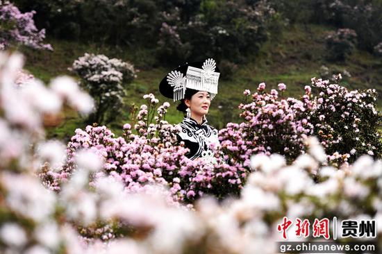 盘州乌蒙大草原4万亩野生高原矮杜鹃绽放