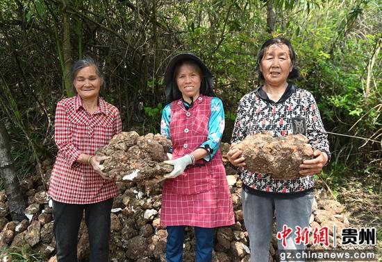 4月10日,松桃苗族自治县平头镇莲塘村的村民在展示采收的茯苓。谢慧芳摄 4月10日,松桃苗族自治县平头镇莲塘村的村民在展示采收的茯苓。谢慧芳摄