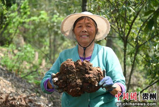 4月10日,松桃苗族自治县平头镇莲塘村的村民在展示采收的茯苓。谢慧芳摄 4月10日,松桃苗族自治县平头镇莲塘村的村民在展示采收的茯苓。谢慧芳摄