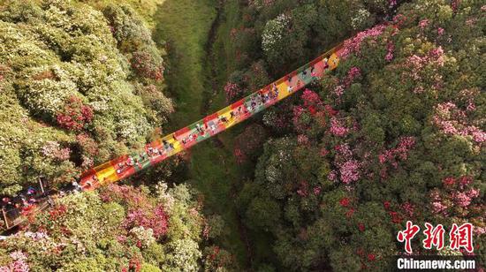 4月13日，游客在贵州省毕节市百里杜鹃管理区金坡景区观光赏花。