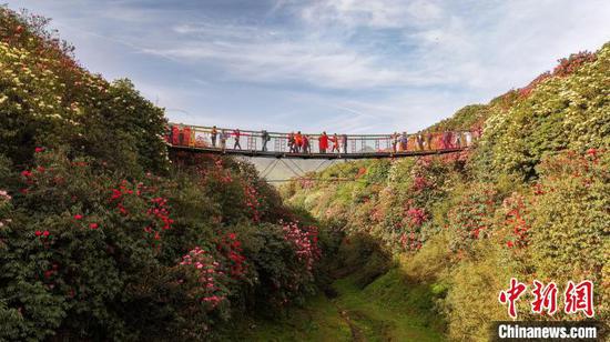 4月13日，游客在贵州省毕节市百里杜鹃管理区金坡景区观光赏花。胡攀学 摄