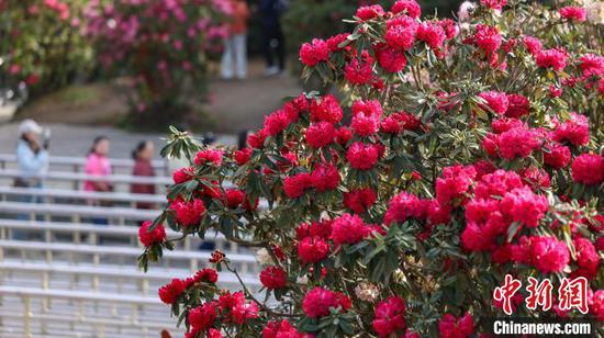 4月13日，游客在贵州省毕节市百里杜鹃管理区金坡景区观光赏花。胡攀学 摄