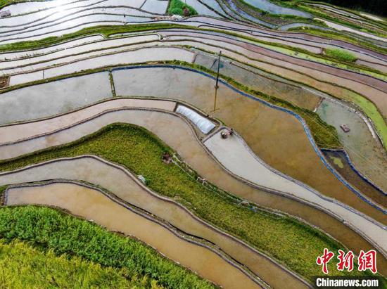 4月13日，农民驾驶小型旋耕机在贵州省从江县加榜梯田耙田(无人机照片)。 吴德军 摄