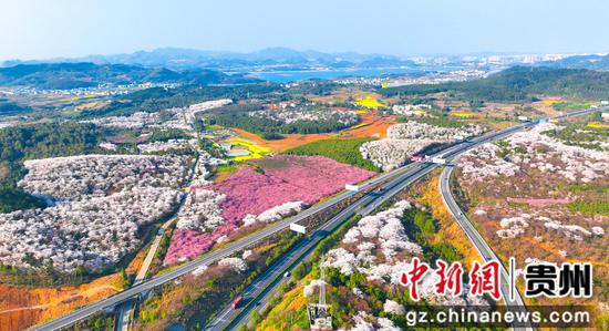 清镇市红枫湖镇右二村樱花竞相开放。彭克贵摄