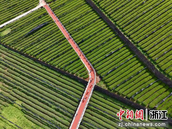 4月13日，跑者们在茶园跑马拉松。（无人机照片）越城区委宣传部 供图
