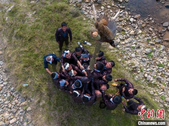 图为苗族同胞在抢野鸡。吴德军 摄