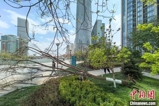 4月12日,天津,一名行人从被大风吹倒的树木旁经过。当日,天津气象台发布消息,截至12日中午,天津全市出现西北风6~7级阵风10~12级,突破1951年以来历史同期极值。中新社记者 佟郁 摄 4月12日,天津,一名行人从被大风吹倒的树木旁经过。当日,天津气象台发布消息,截至12日中午,天津全市出现西北风6~7级阵风10~12级,突破1951年以来历史同期极值。中新社记者 佟郁 摄