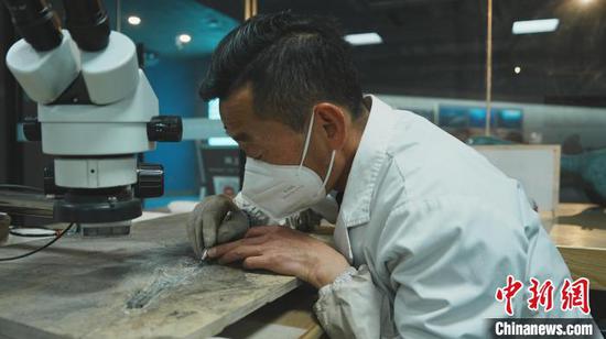 4月15日,在贵州省兴义世界地质公园博物馆化石修复室内,化石修复师王云忠正在进行化石修复工作。占地面积150亩的博物馆,馆藏化石千余件,主要展示2.4亿年前三叠纪时期以“贵州龙”为主的海生爬行动物群。王云忠在博物馆从事古生物化石修复工作十余载,他和团队已累计修复化石四百余件。中新社记者 周燕玲 摄 4月15日,在贵州省兴义世界地质公园博物馆化石修复室内,化石修复师王云忠正在进行化石修复工作。占地面积150亩的博物馆,馆藏化石千余件,主要展示2.4亿年前三叠纪时期以“贵州龙”为主的海生爬行动物群。王云忠在博物馆从事古生物化石修复工作十余载,他和团队已累计修复化石四百余件。中新社记者 周燕玲 摄