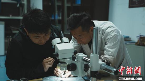 4月15日,在贵州省兴义世界地质公园博物馆化石修复室内,化石修复师王云忠正在指导游客进行化石修复。中新社记者 周燕玲 摄 4月15日,在贵州省兴义世界地质公园博物馆化石修复室内,化石修复师王云忠正在指导游客进行化石修复。中新社记者 周燕玲 摄