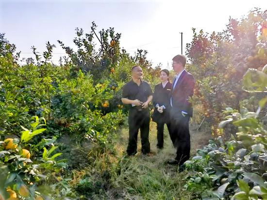 金融沃土浇灌“柑甜”。工行南宁分行供图