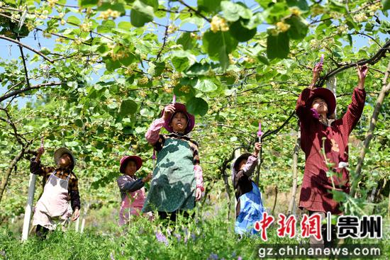 猕猴桃喷水浇灌