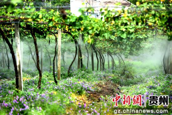 猕猴桃喷水浇灌