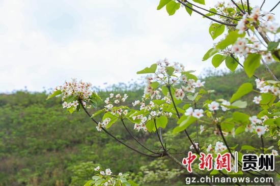 油桐花开。 瞿雨摄 油桐花开。 瞿雨摄