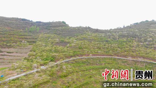 成片的油桐花 李湉摄 成片的油桐花 李湉摄