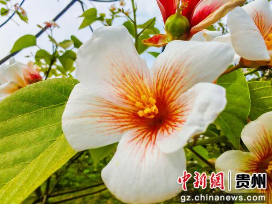 油桐花开。 瞿雨摄 油桐花开。 瞿雨摄