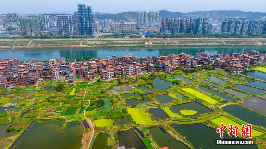 航拍梧州春日图景：绿野江河连高楼