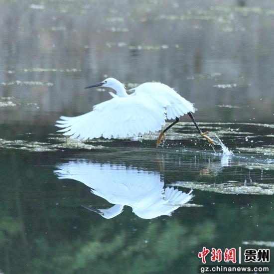 4月18日在贵州省道真仡佬族苗族自治县玉溪河畔拍摄的白鹭。