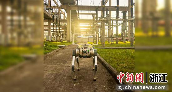 浙能数科机器人团队正在研发的巡检机器狗在进行现场调试。林清 提供 浙能数科机器人团队正在研发的巡检机器狗在进行现场调试。林清 提供