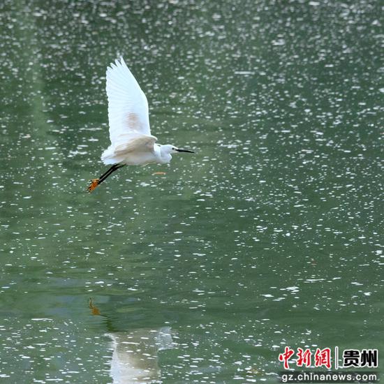 4月18日在贵州省道真仡佬族苗族自治县玉溪河畔拍摄的白鹭。