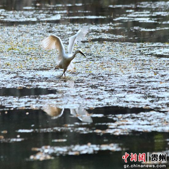 4月18日在贵州省道真仡佬族苗族自治县玉溪河畔拍摄的白鹭。