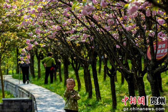 近日,贵州黔西的水西河畔、公园、小区、停车场等地的樱花绽放,吸引了众多游客和市民前来欣赏,感受春天的气息与自然的美丽。 近日,贵州黔西的水西河畔、公园、小区、停车场等地的樱花绽放,吸引了众多游客和市民前来欣赏,感受春天的气息与自然的美丽。