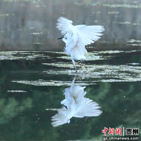 4月18日在贵州省道真仡佬族苗族自治县玉溪河畔拍摄的白鹭。
