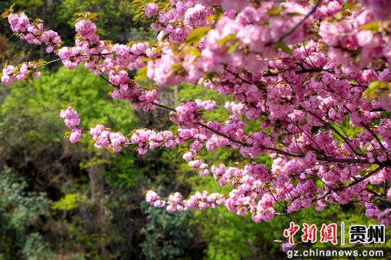 近日,贵州黔西的水西河畔、公园、小区、停车场等地的樱花绽放,吸引了众多游客和市民前来欣赏,感受春天的气息与自然的美丽。 近日,贵州黔西的水西河畔、公园、小区、停车场等地的樱花绽放,吸引了众多游客和市民前来欣赏,感受春天的气息与自然的美丽。