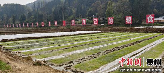 岑巩制种大户张能峰培育的秧苗基地 袁堇峰摄 岑巩制种大户张能峰培育的秧苗基地 袁堇峰摄