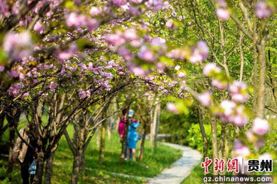 近日,贵州黔西的水西河畔、公园、小区、停车场等地的樱花绽放,吸引了众多游客和市民前来欣赏,感受春天的气息与自然的美丽。 近日,贵州黔西的水西河畔、公园、小区、停车场等地的樱花绽放,吸引了众多游客和市民前来欣赏,感受春天的气息与自然的美丽。