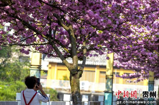 近日,贵州黔西的水西河畔、公园、小区、停车场等地的樱花绽放,吸引了众多游客和市民前来欣赏,感受春天的气息与自然的美丽。 近日,贵州黔西的水西河畔、公园、小区、停车场等地的樱花绽放,吸引了众多游客和市民前来欣赏,感受春天的气息与自然的美丽。