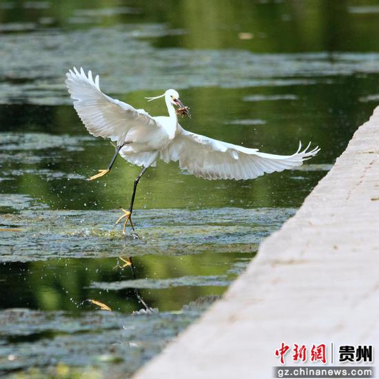 4月18日在贵州省道真仡佬族苗族自治县玉溪河畔拍摄的白鹭。