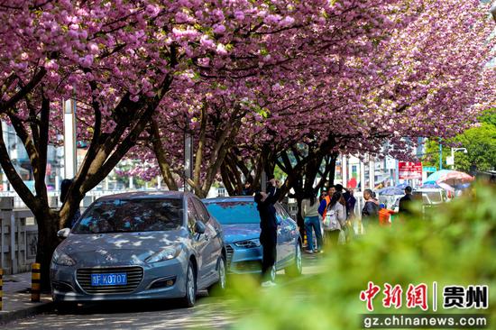 近日,贵州黔西的水西河畔、公园、小区、停车场等地的樱花绽放,吸引了众多游客和市民前来欣赏,感受春天的气息与自然的美丽。 近日,贵州黔西的水西河畔、公园、小区、停车场等地的樱花绽放,吸引了众多游客和市民前来欣赏,感受春天的气息与自然的美丽。