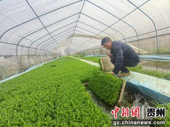 农户在大棚内搬运高粱苗。谢永恒 摄 农户在大棚内搬运高粱苗。谢永恒 摄