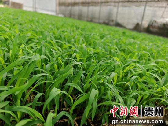 大棚内茁壮生长的高粱苗。谢永恒 摄 大棚内茁壮生长的高粱苗。谢永恒 摄