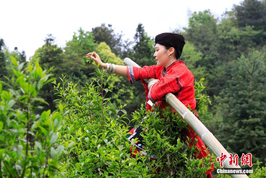 图为红瑶少女“飞天采茶”。杨宗盛 摄
