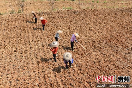 村民在黄板镇瓦厂花生基地种花生。李湉摄 村民在黄板镇瓦厂花生基地种花生。李湉摄