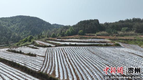 村民在黄板前丰村辣椒基地覆膜。李湉拍摄 村民在黄板前丰村辣椒基地覆膜。李湉拍摄