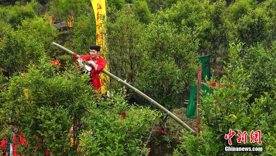 “少女飞天采茶”再现龙脊千年祭茶习俗