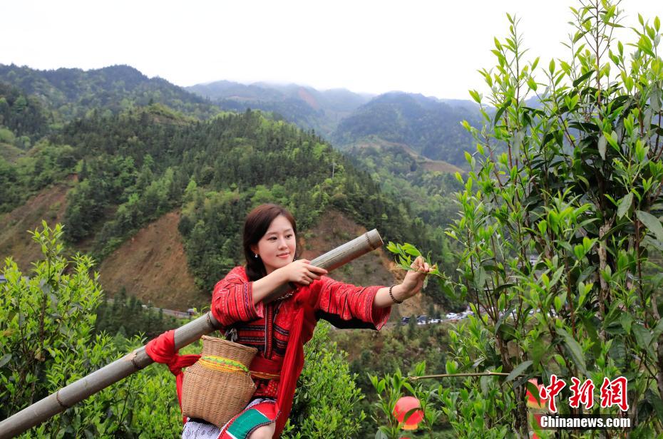 图为游客身着红瑶服饰体验“飞天采茶”。杨宗盛 摄