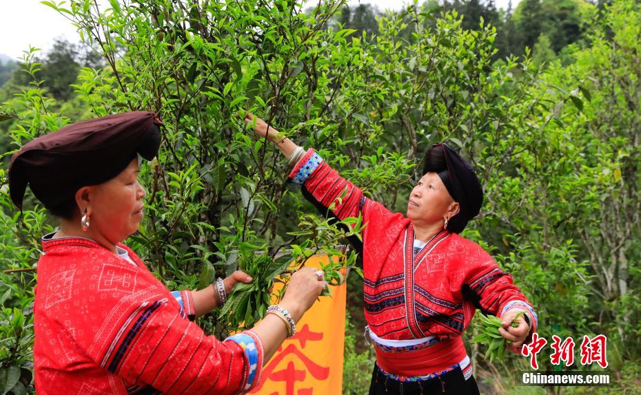 图为红瑶民众在采摘龙脊古树茶。杨宗盛 摄